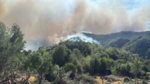 MUĞLA (AA) – Orman Genel Müdürü Bekir Karacabey, Muğla ve