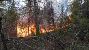 OSMANİYE (AA) – Osmaniye'nin Düziçi ilçesinde çıkan örtü yangını, ekiplerin