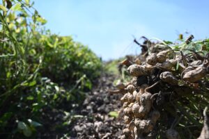 OSMANİYE (AA) – Osmaniye'de üretilen coğrafi işaret tescilli yer fıstığında