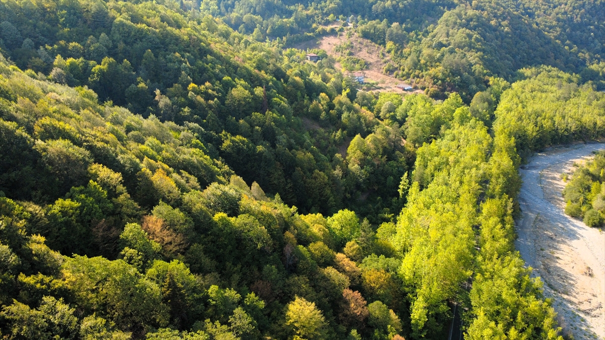 Safranbolu'nun “ağaç tüneli”, misafirlerine yeşilin içinde yolculuk keyfi yaşatıyor