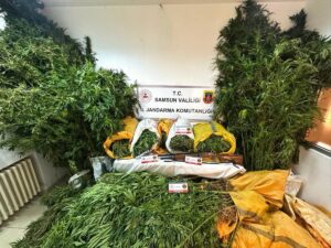 SAMSUN (AA) – Samsun'da düzenlenen uyuşturucu operasyonunda, fındık bahçesine kenevir