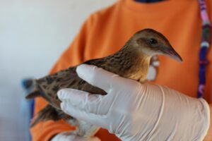 SAMSUN (AA) – Samsun'un Bafra ilçesinde Kızılırmak Deltası Kuş Cenneti'nde