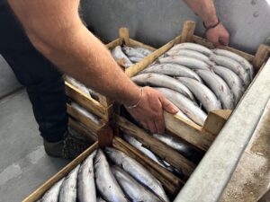 SİNOP (AA) – Sinop'ta denize açılan balıkçıklar, 9 bin civarında