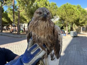 SİNOP (AA) – Sinop'ta yaralı halde bulunan kızıl şahin, Doğa