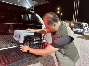 SİNOP (AA) – Sinop'un Gerze ilçesinde aracın çarpması sonucu yaralanan