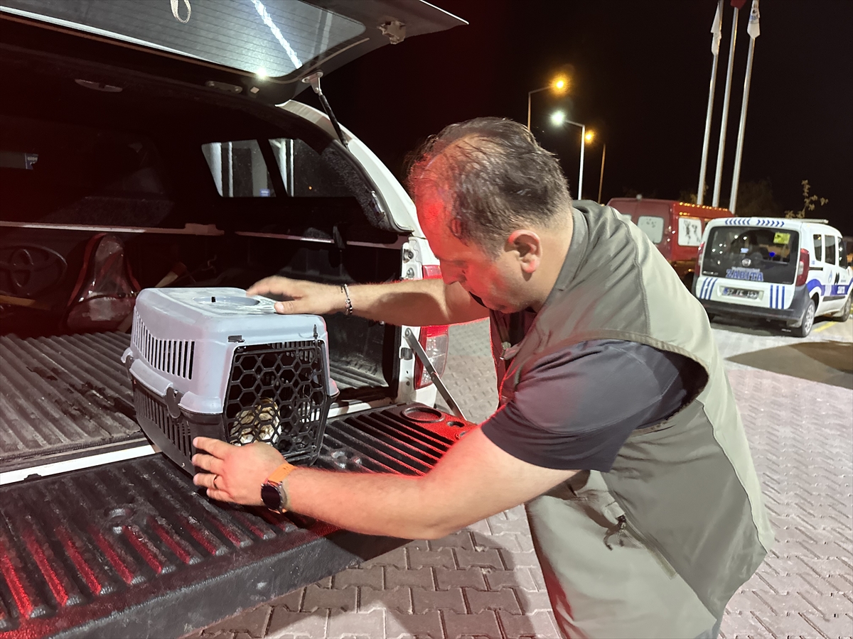Sinop'ta yaralı peçeli baykuş koruma altına alındı
