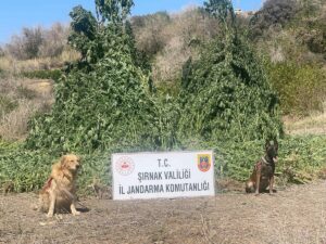 ŞIRNAK(AA) – Şırnak'ın Cizre ilçesinde gerçekleştirilen operasyonda uyuşturucu ve silah