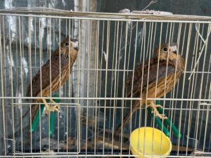 ŞIRNAK (AA) – Şırnak'ta yaralı ve bitkin bulunan farklı türden