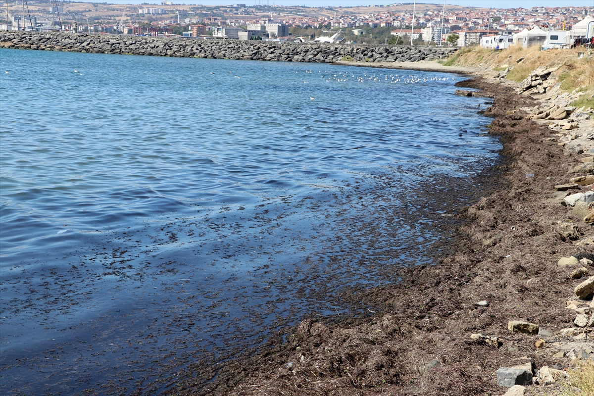 Tekirdağ'da poyraz nedeniyle sahilin bir kısmı kırmızı yosunla kaplandı