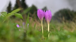TRABZON (AA) – Trabzon'un yüksek kesimlerinde yağmur sonrasında sis oluştu.