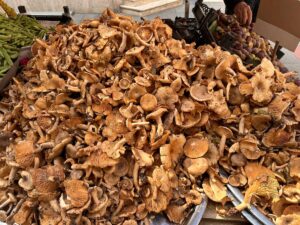 ORDU (AA) – Ordu Üniversitesi (ODÜ) Tıp Fakültesi Aile Hekimliği