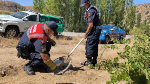 YOZGAT (AA) – Yozgat'ın Şefaatli ilçesinde yaralı halde bulunan tilki