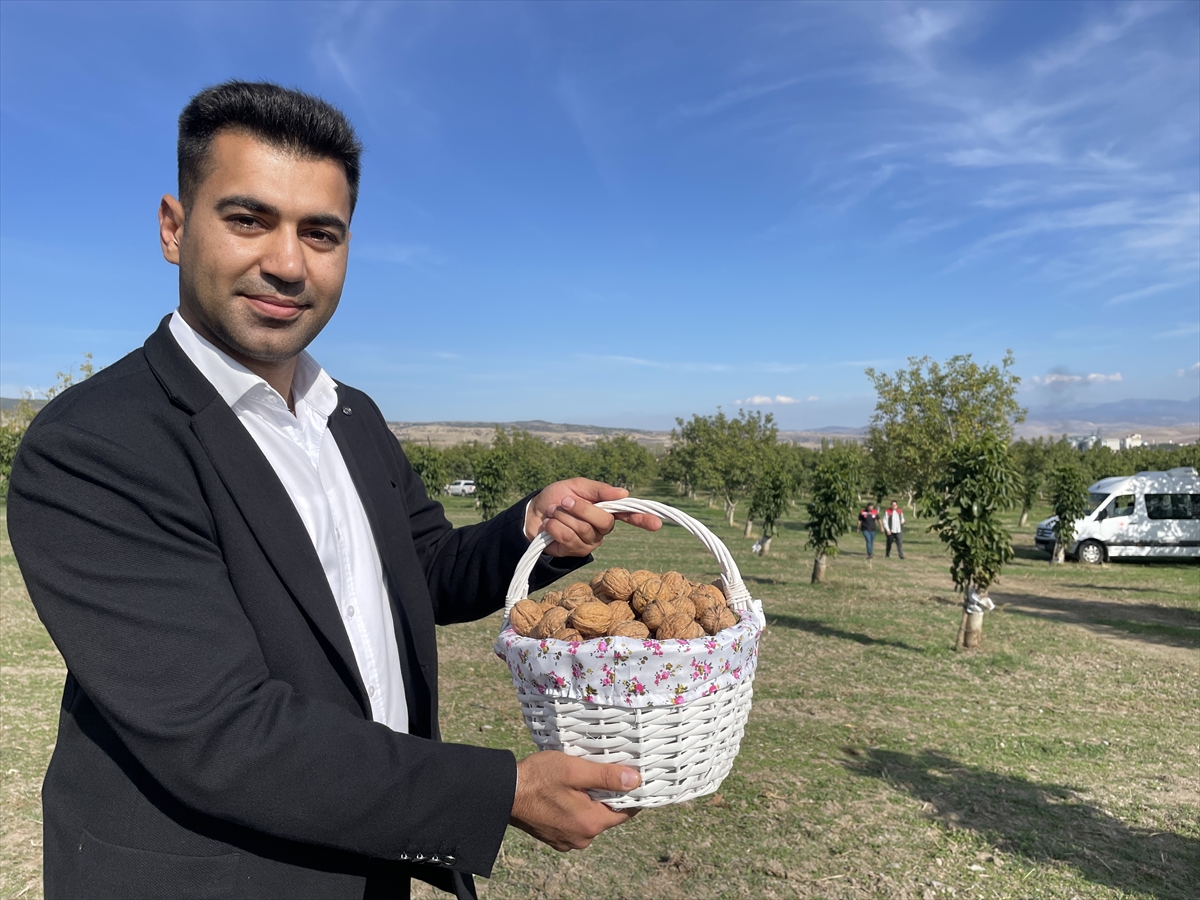 Amasya'da Vali Bakan ve Milletvekili İpek ceviz hasadına katıldı