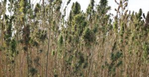 AMASYA (AA) – Amasya'da "Kenevir Yeniden Doğuyor Projesi" kapsamında yerli