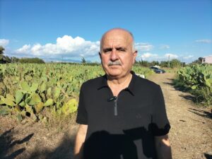 ANTALYA (AA) – Antalya'nın Manavgat ilçesinde dikenli incir (Hint inciri)