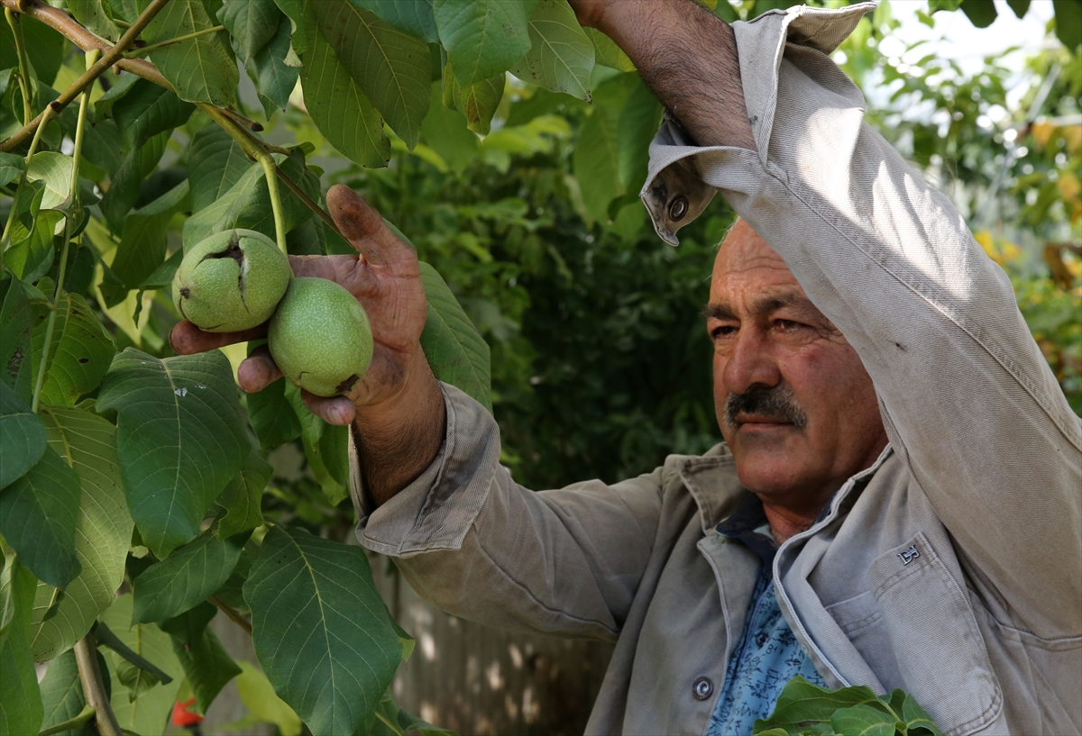 Ceviz hasadındaki yüksek verim Bitlisli üreticilerin yüzünü güldürdü