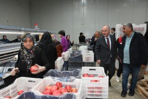 DENİZLİ (AA) – Türkiye'nin nar üretiminde önde gelen şehirleri arasında