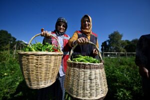 DÜZCE (AA) – ÖMER ÜRER – Düzce'de belediyenin öncülüğünde hayata