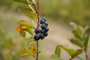 -Üreticiler, "süper meyve" olarak bilinen, yüksek antioksidan değeriyle öne çıkan