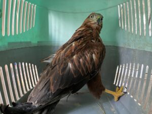 ERZURUM (AA) – Erzurum'da bitkin halde bulunan iki kızıl şahin,