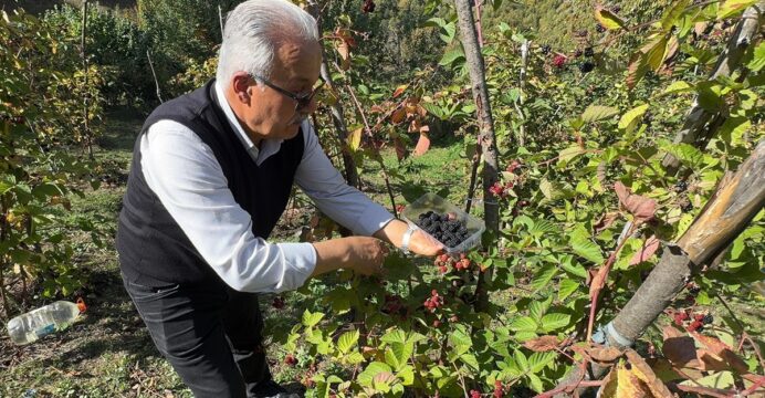 Giresun'da ahududu ve böğürtlen projesi üreticiye ek gelir kaynağı oldu