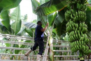 - Yaklaşık 240 hektar büyüklüğünde ve 150 hektarı cam seralarla