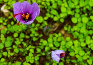 KARABÜK (AA) – Karabük'ün UNESCO Dünya Mirası Listesi'nde yer alan