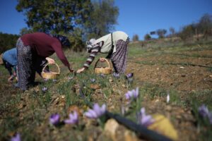 KARABÜK (AA) – Türkiye'de ağırlıklı olarak Karabük'ün Safranbolu ilçesinde yetiştirilen