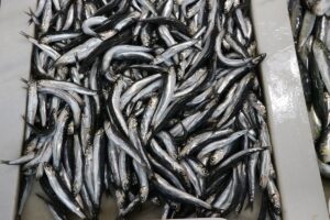 TEKİRDAĞ (AA) – Karadeniz hamsisi, Tekirdağ'da balık tezgahlarındaki yerini aldı.