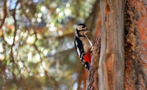 KARS (AA) – Türkiye'nin en yüksek yerleşim yerlerinden Kars'ın Sarıkamış