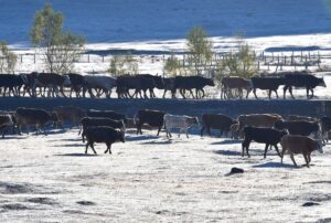 KARS (AA) – Kars'ta etkili olan kar yağışıyla yüksek rakımdaki