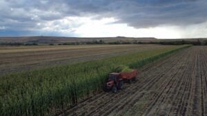 KARS (AA) – Kars'ta kış mevsimi öncesi hayvanların yem ihtiyacının