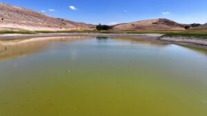 KAYSERİ (AA) – Kayseri'nin Felahiye ilçesinde suları çekilen Tozlu Göleti