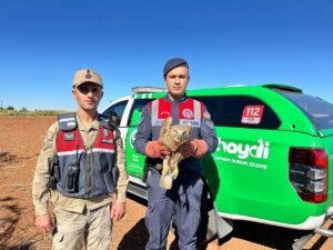 KİLİS (AA) – Kilis'te yaralı olarak bulunan kızıl şahin, Doğa