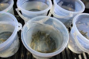 KIRŞEHİR (AA) – Kırşehir'de Aşıkpaşa Tabiat Parkı içindeki gölete, 3