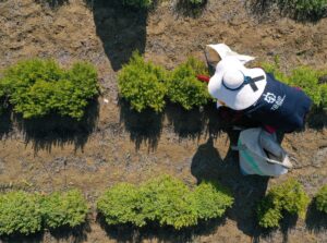 KOCAELİ (AA) – Son yıllarda tıbbi ve aromatik bitki üretiminde