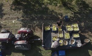 KOCAELİ (AA) – Kocaeli'nin Kartepe ilçesinde üretilen ve lezzetiyle bilinen