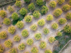 MALATYA (AA) – "Dünyanın kayısı başkenti" olarak anılan Malatya'da kayısı