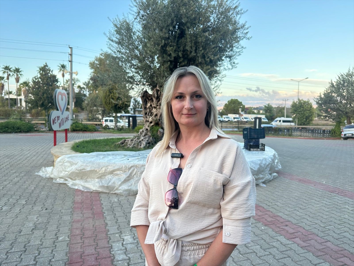 Manavgat'ta köyden ilçe merkezine götürülen asırlık zeytin ağacında hasat yapıldı