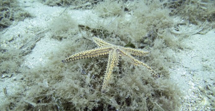 Marmara Denizi'ni inceleyen ALEMDAR II gemisi güneyde müsilaja rastlamadı