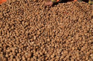 MUŞ (AA) – Muş'ta yetiştiriciliği yapılan cevizde bin ton rekolte