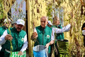 ORDU (AA) – Ordu'nun Akkuş ilçesinde coğrafi işaret tescilli Akkuş
