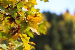 KARABÜK (AA) – Türkiye'de yüz ölçümüne göre en fazla ormanlık