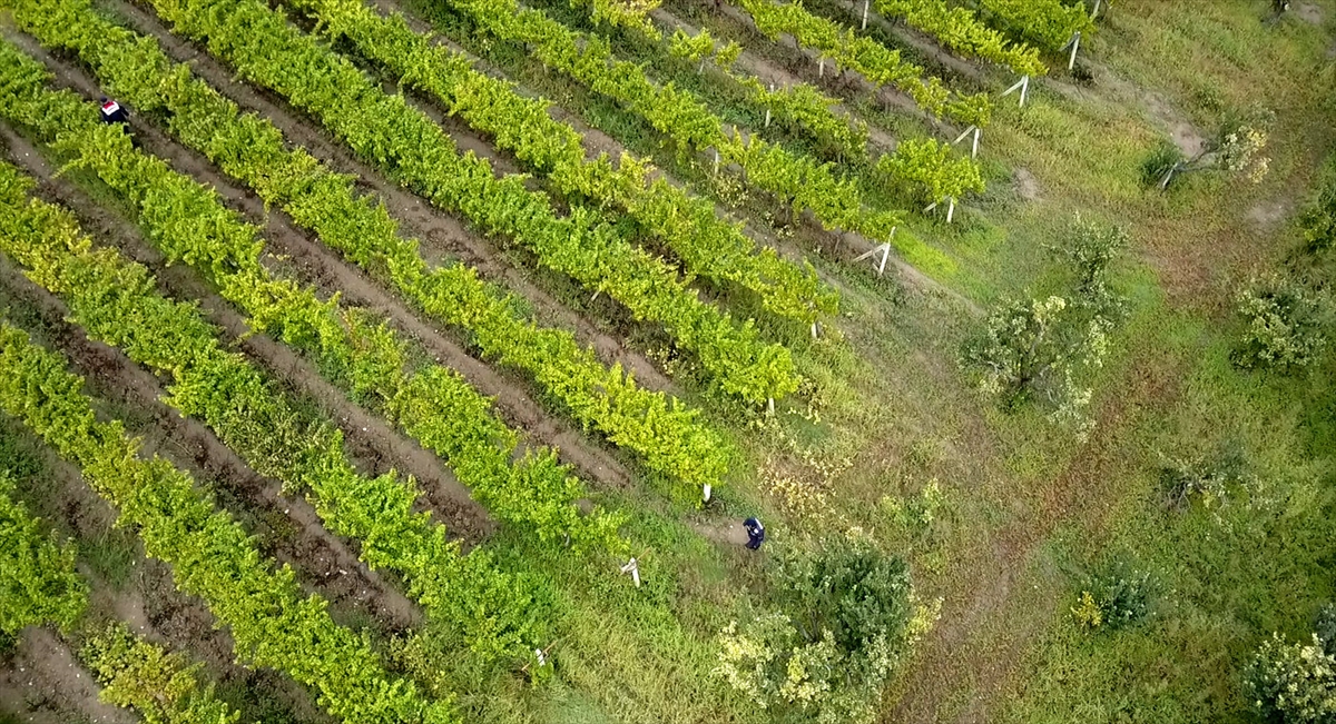 Sakarya'da üzüm üreticileri, hırsızlığa karşı jandarma ekipleriyle bahçede nöbet tutuyor