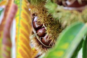 SAMSUN (AA) – Ondokuz Mayıs Üniversitesi (OMÜ) Ali Nihat Gökyiğit