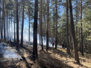 KARS (AA) – Kars'ın Sarıkamış ilçesinde ormanlık alanda çıkan örtü