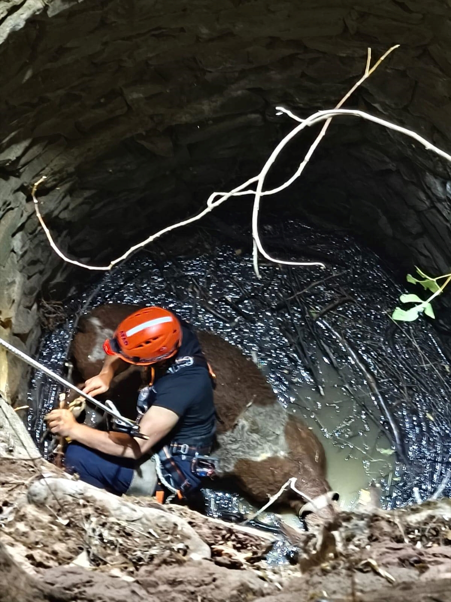 Siirt'te su kuyusuna düşen inek kurtarıldı