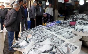 SİNOP (AA) – Sinop'ta denize açılan balıkçılar bol miktarda hamsi