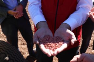 SİVAS (AA) – Sivas'ta yerli buğday ve arpa çeşitlerinde deneme