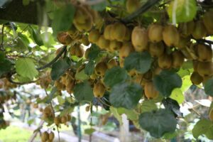 ORDU (AA) – Ordu'da kasım ayında hasadına başlanması beklenen kivinin